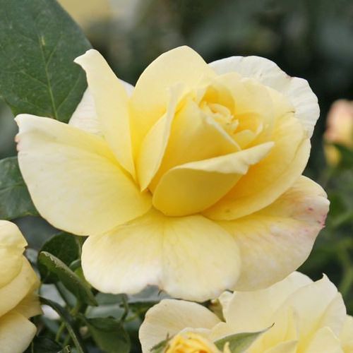 Rosa Sunstar ® - žltá - Stromkové ruže,  kvety kvitnú v skupinkáchstromková ruža s kríkovitou tvarou koruny
